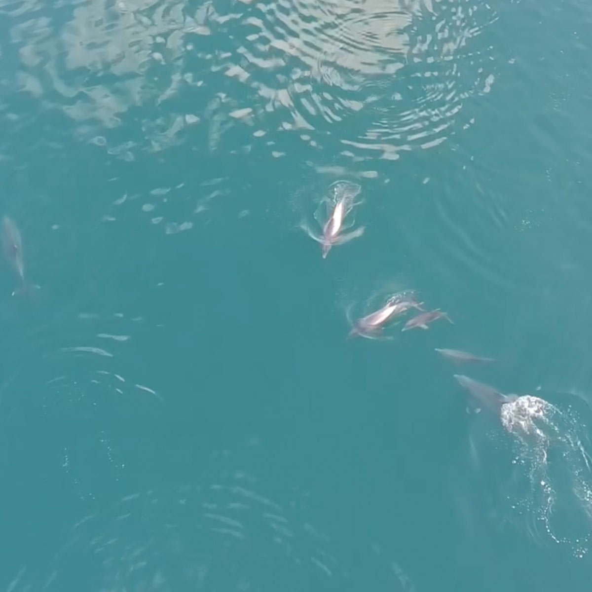 Crush Station surf fishing: Abundant wildlife to admire at a distance